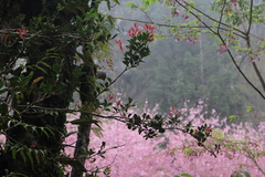 Vaccinium emarginatum