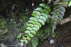 Polystichum lepidocaulon