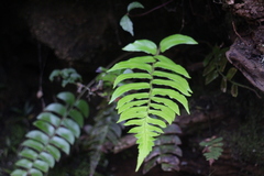Polystichum lepidocaulon