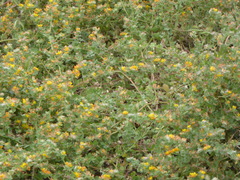 Acmispon heermannii heermannii