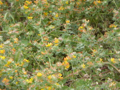 Acmispon heermannii heermannii