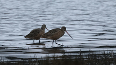 Limosa fedoa beringiae