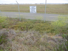 Acmispon heermannii heermannii