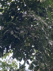 Radermachera sinica