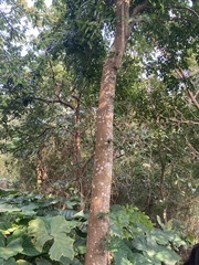 Radermachera sinica