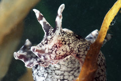 Aplysia reticulata