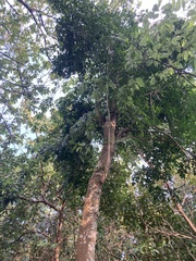 Radermachera sinica
