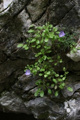 Campanula raineri