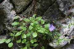 Campanula raineri