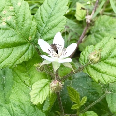 Adela septentrionella