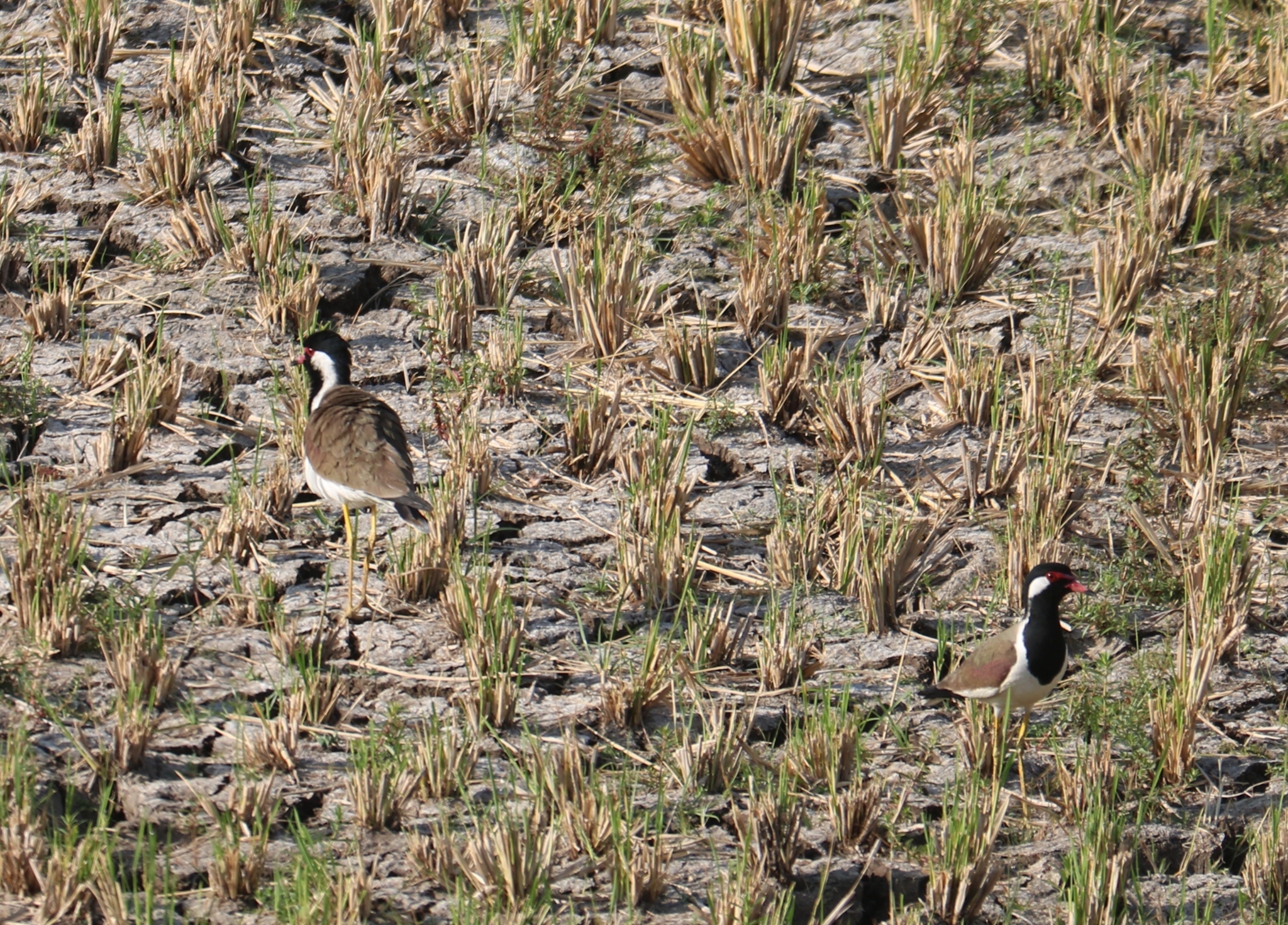 Red-wattled Lapwing