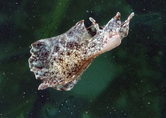 Aplysia reticulata