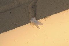 Spilosoma vestalis