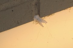 Spilosoma vestalis