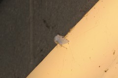 Spilosoma vestalis