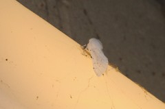 Spilosoma vestalis