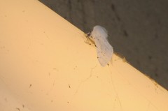 Spilosoma vestalis