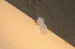 Spilosoma vestalis