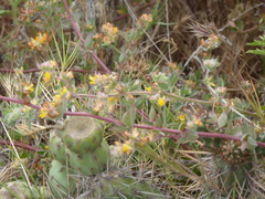 Acmispon heermannii heermannii