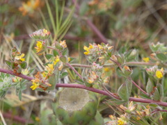 Acmispon heermannii heermannii