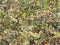 Acmispon heermannii heermannii