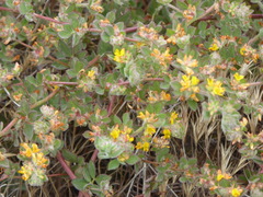 Acmispon heermannii heermannii