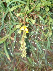 Pultenaea maritima