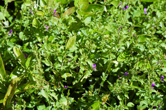 Hypoestes purpurea