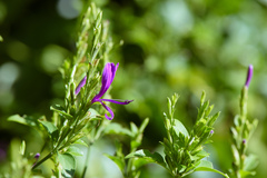 Hypoestes purpurea