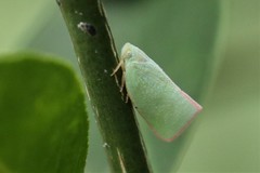 Sanurus