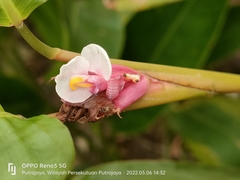 Marantochloa mannii