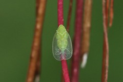 Kallitaxila granulata