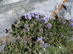 Polemonium viscosum