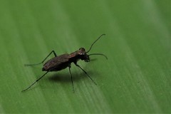 Cylindera holosericea