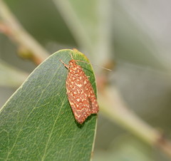 Syringoseca rhodoxantha