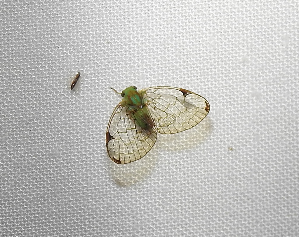 Armacia hyalinata