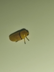 Monecphora cingulata