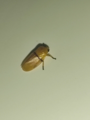 Monecphora cingulata