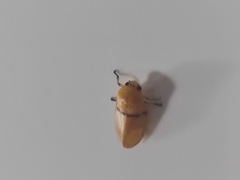 Monecphora cingulata