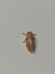 Monecphora cingulata