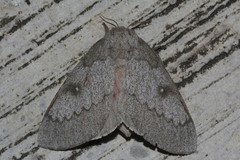 Syssphinx heiligbrodti