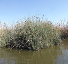 Schoenoplectus scirpoides