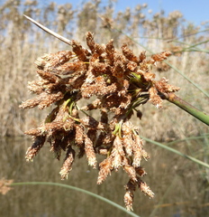 Schoenoplectus scirpoides