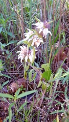 Monarda clinopodioides