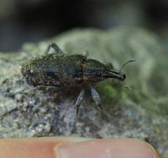 Asproparthenis punctiventris