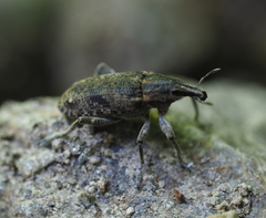 Asproparthenis punctiventris