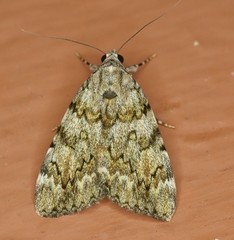 Catocala amica