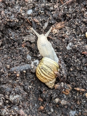 Bothriembryon tasmanicus