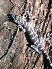 Cyrtodactylus consobrinus