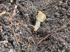 Bothriembryon tasmanicus